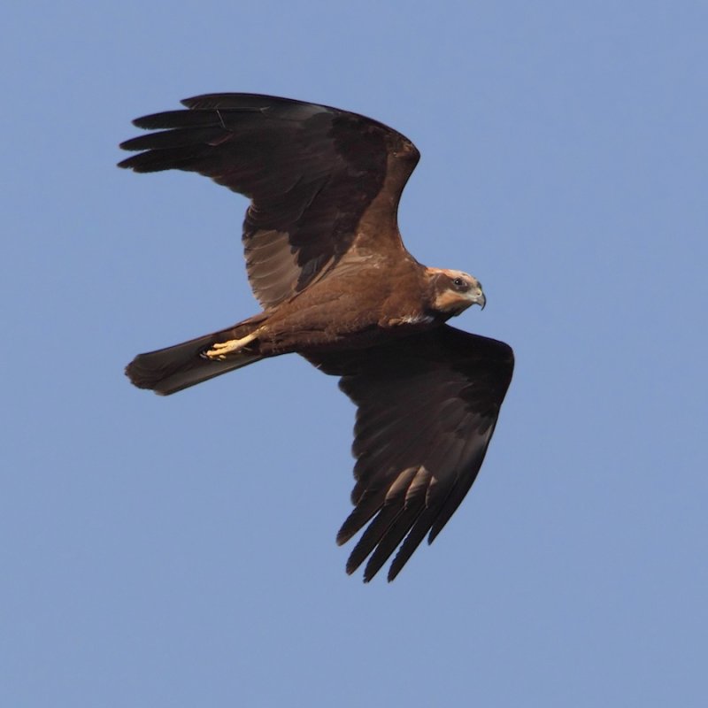 Marsh harrier (circus aeruginosus), Elche, Spain, January 2011