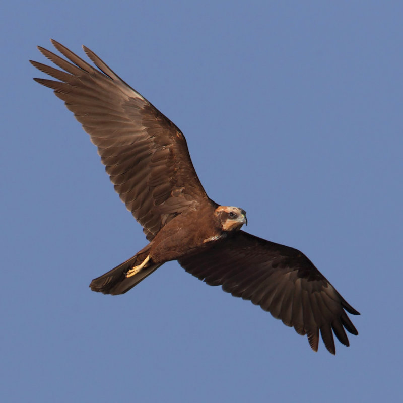 Marsh harrier (circus aeruginosus), Elche, Spain, January 2011