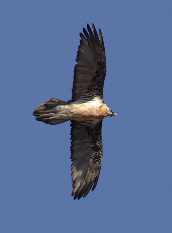 Bearded vulture (gypaetus barbatus), Wiler, Switzerland, January 2011