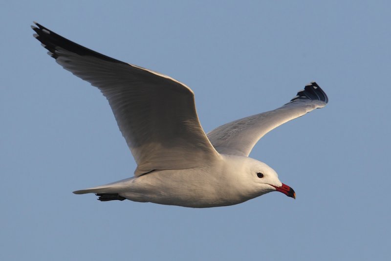 Audouins gull (ichthyaetus audouinii), Santa Pola, Spain, January 2011