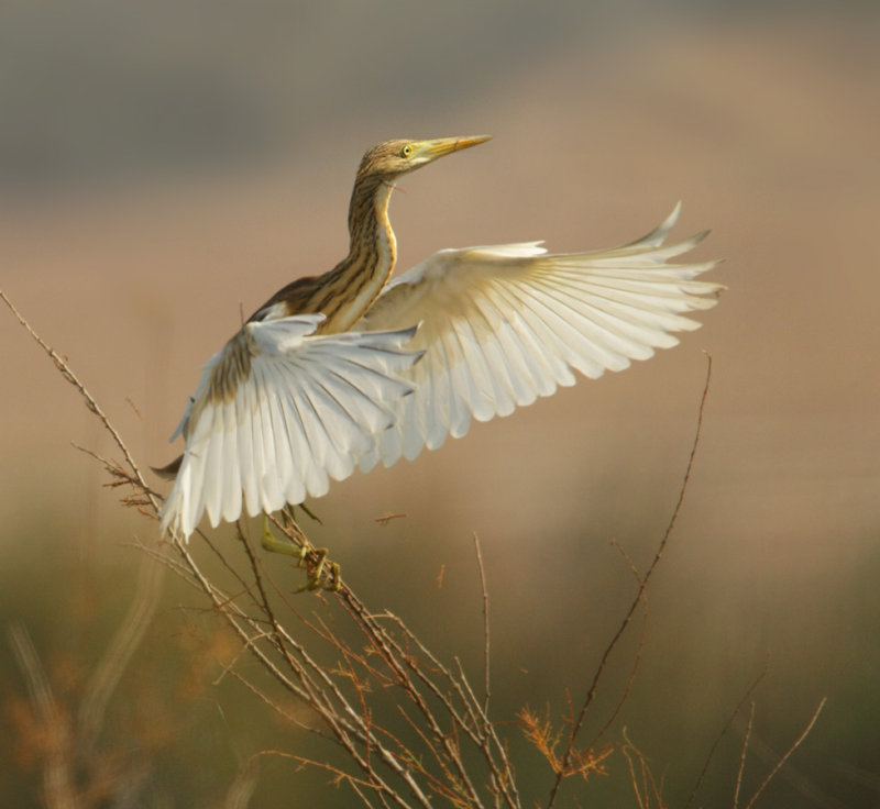 Squacco heron (ardeola ralloides), Dehesa de Abajo, Spain, August 2012
