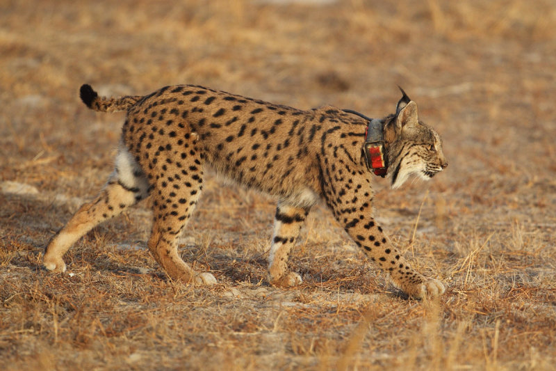 Iberian lynx (lynx pardinus), Doana.