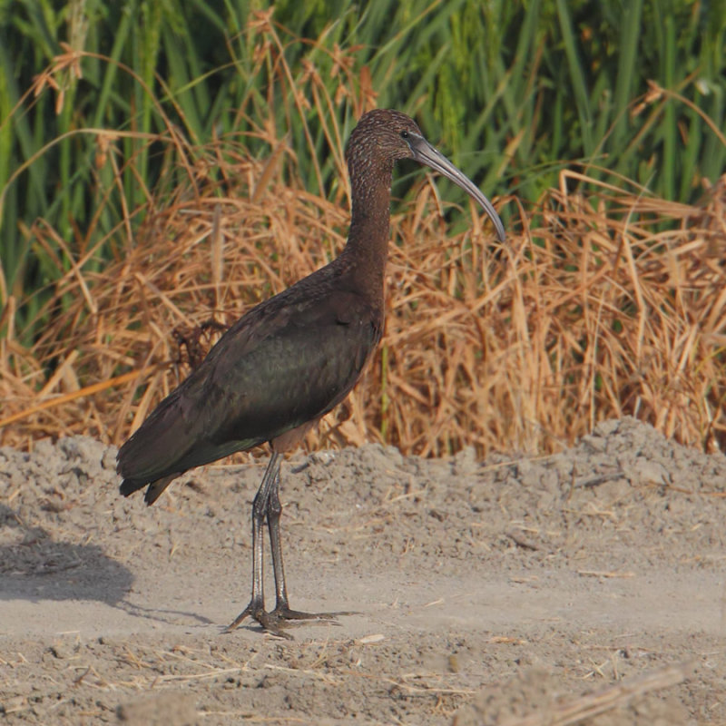 Glossy ibis (plegadis falcinellus), Doana, Spain, August 2012