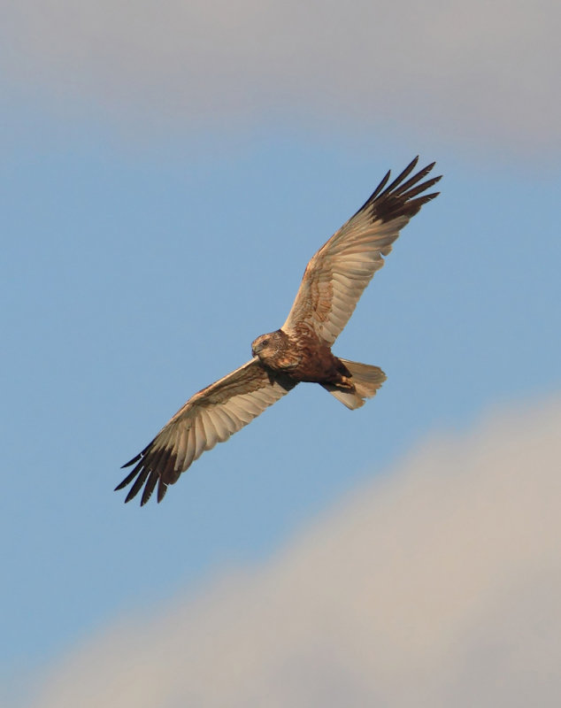 Marsh harrier (circus aeruginosus), Grancy, Switzerland, September 2012