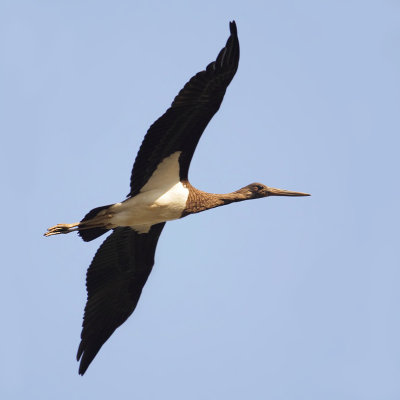 Black stork (ciconia nigra), Echandens, Switzerland, September 2008