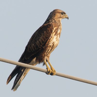 Common buzzard, Keramoti, Greece, September 2008