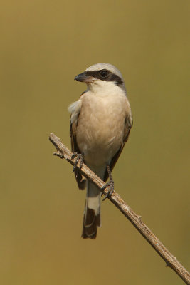 Red-backed shrike, Dadia, Greece, September 2008