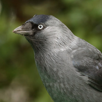 (Polish) Jackdaw  (corvus monedula monedula/soemmerringii), Warsaw, Poland, September 2008