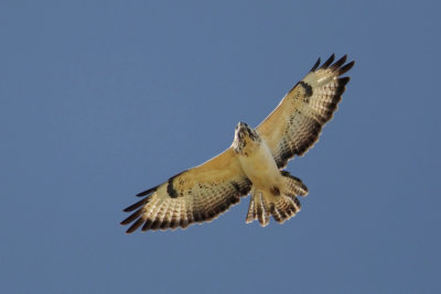 Common buzzard, Saint-Saphorin-sur-Morges, Switzerland, September 2008