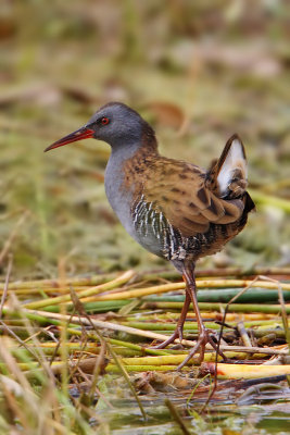 Water rail, Champ-Pittet, Switzerland, October 2008
