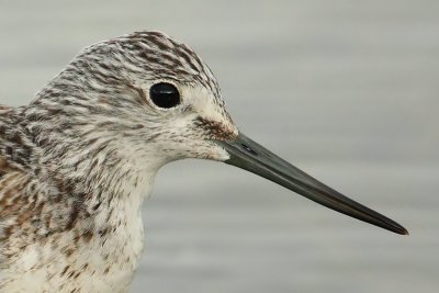 Greenshank, Champ-Pittet, Switzerland, October 2008