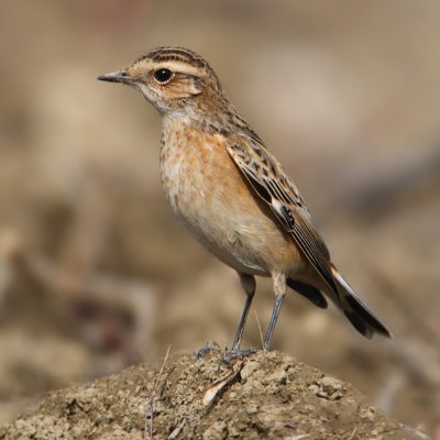 Whinchat, Echandens, Switzerland, October 2008