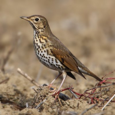 Song thrush, Echandens, Switzerland, October 2008