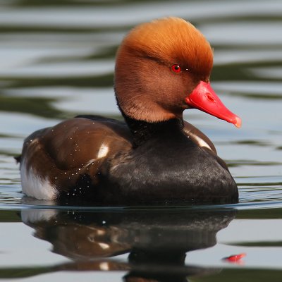 Red-crested pochard