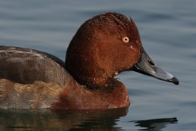 Common pochard x ferruginous duck (aythya ferina x nyroca), Morges, Switzerland, October 2008