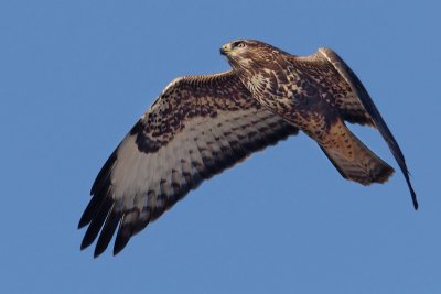 Common buzzard, Colombier, Switzerland, October 2008