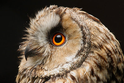 Long-eared owl, Halle (Saale), Germany, September 2008