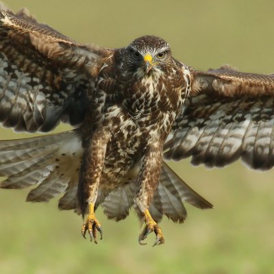 Common buzzard, Vullierens, Switzerland, November 2008