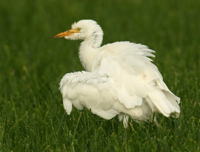 Cattle egret, Essert-Pittet, Switzerland, Novermber 2008