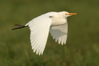 Cattle egret, Essert-Pittet, Switzerland, November 2008