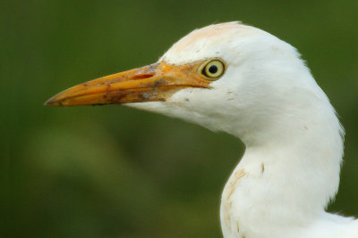 Western cattle egret