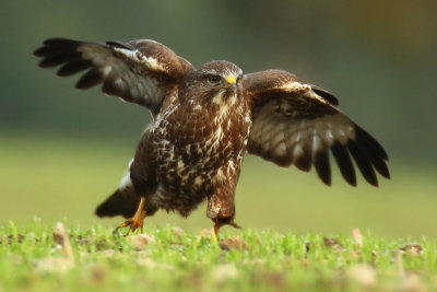 Common buzzard, Vullierens, Switzerland, November 2008