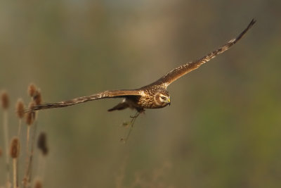 Hen harrier, Chrmmi, Switzerland, November 2008