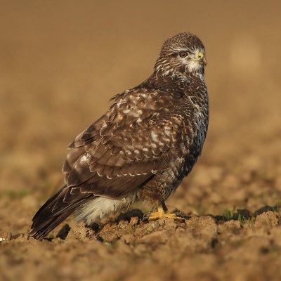 Common buzzard, Cuarnens, Switzerland, November 2008
