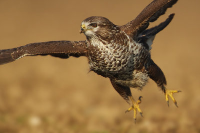 Common buzzard, Cuarnens, Switzerland, November 2008