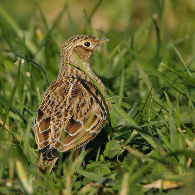 Skylark, Vullierens, Switzerland, November 2008