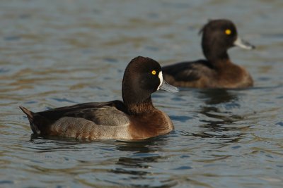 Tufted duck x greater scaup (aythya fuligula x marila), Saint-Sulpice, Switzerland, November 2008