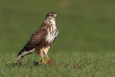 Common buzzard, Clarmont, Switzerland, November 2008