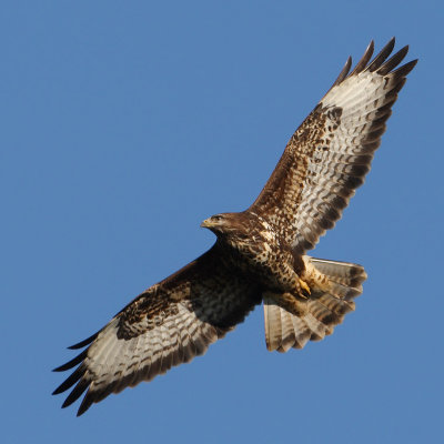 Common buzzard, Clarmont, Switzerland, November 2008
