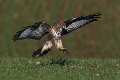Common buzzard, Clarmont, Switzerland, November 2008