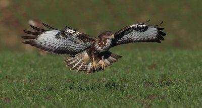 Common buzzard, Clarmont, Switzerland, November 2008