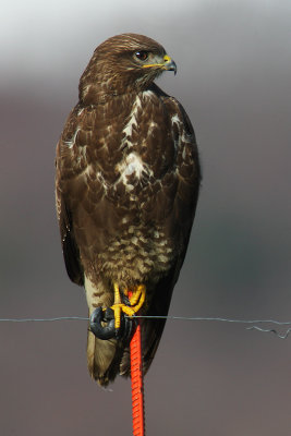 Common buzzard, Cuarnens, Switzerland, December 2008