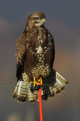 Common buzzard, Cuarnens, Switzerland, December 2008