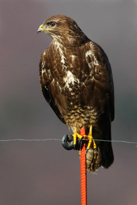 Common buzzard, Cuarnens, Switzerland, December 2008