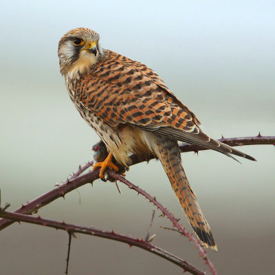 Common kestrel, Aclens, Switzerland, December 2008