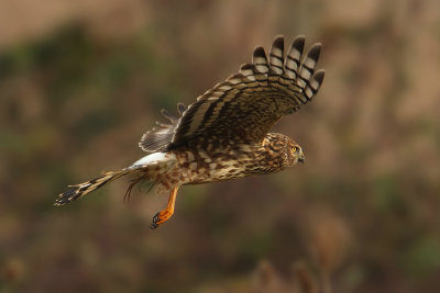 Hen harrier, Aclens, Switzerland, December 2008