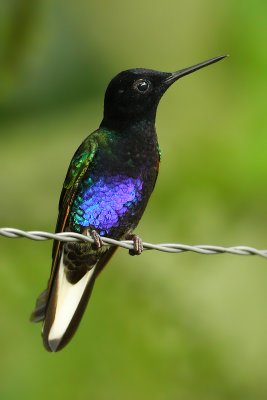 Velvet-purple coronet (boissonneaua jardini), Nanegalito, Ecuador, January 2009