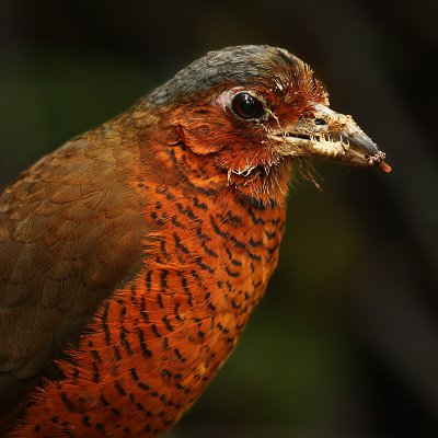 Giant antpitta (grallaria gigantea), Nanegalito, Ecuador, January 2009