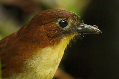 Yellow-breasted antpitta (grallaria flavotincta), Nanegalito, Ecuador, January 2009