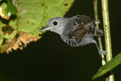 Plain-throated antwren (myrmotherula hauxwelli), La Selva Lodge, Ecuador, January 2009