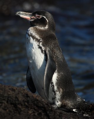 Galapagos penguin (spheniscus mendiculus), Isla Bartholom (Galpagos), Ecuador, January 2009
