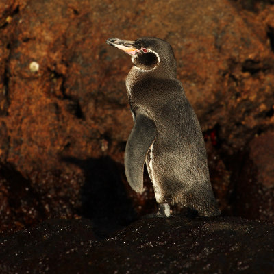 Galapagos penguin (spheniscus mendiculus), Isla Bartholom (Galpagos), Ecuador, January 2009