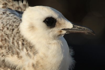 Swallow-tailed Gull (creagrus furcatus), North Seymour (Galpagos), Ecuador, December 2008