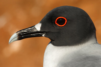 Swallow-tailed Gull (creagrus furcatus), North Seymour (Galpagos), Ecuador, December 2008