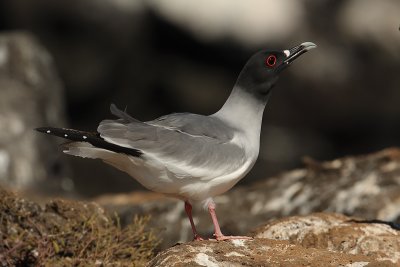 Swallow-tailed Gull (creagrus furcatus), North Seymour (Galpagos), Ecuador, December 2008