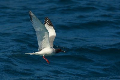 Swallow-tailed Gull (creagrus furcatus), North Seymour (Galpagos), Ecuador, December 2008